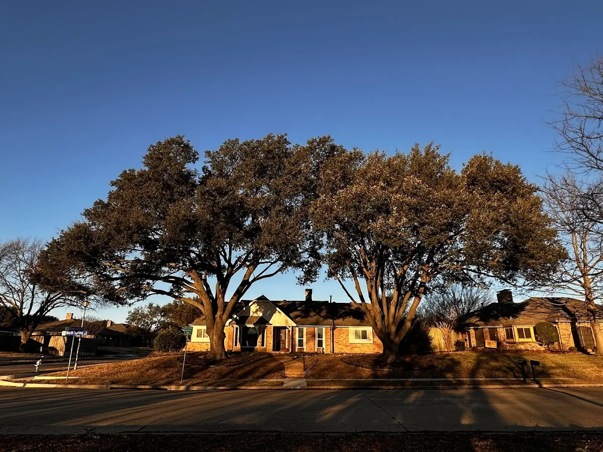 Established residential canopy tree shading a home in Sebastopol